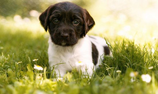 Du Vieux Rhin - Les chiots de Golia et d'Ilack sont nés