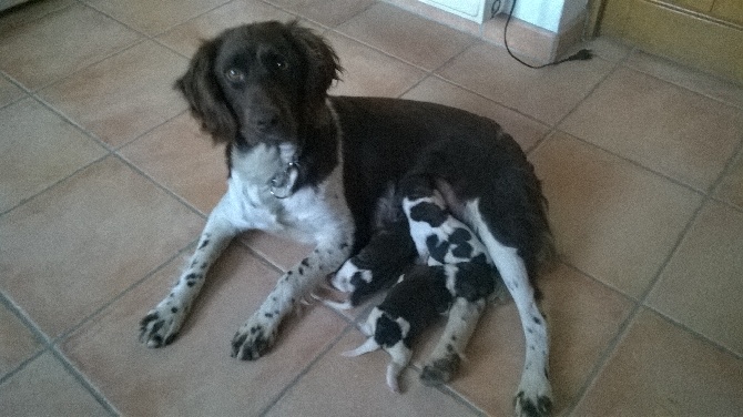 Du Vieux Rhin - Les chiots de Helma sont nés.