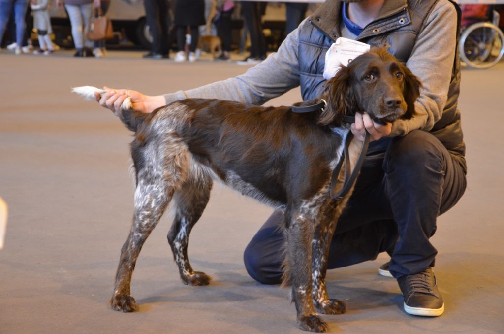 Du Vieux Rhin - Exposition canine du 6 avril 2019 à Colmar