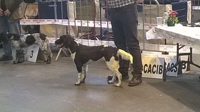 Du Vieux Rhin - Résultats de l'exposition canine du 5 avril