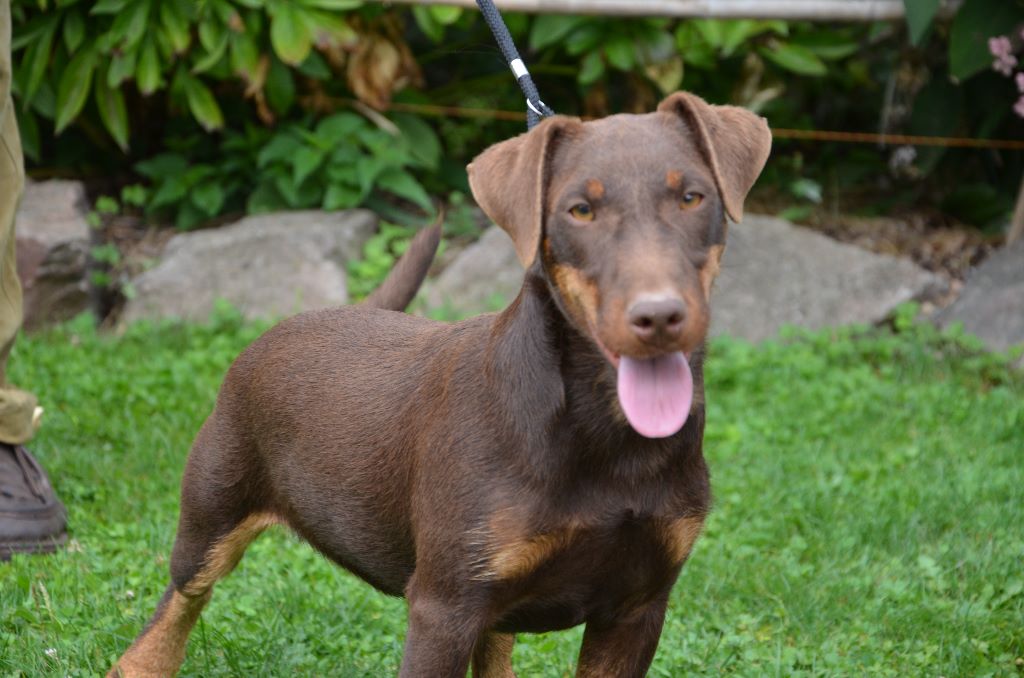 Du Vieux Rhin - Une merveilleuse Jagd Terrier nous a quitté