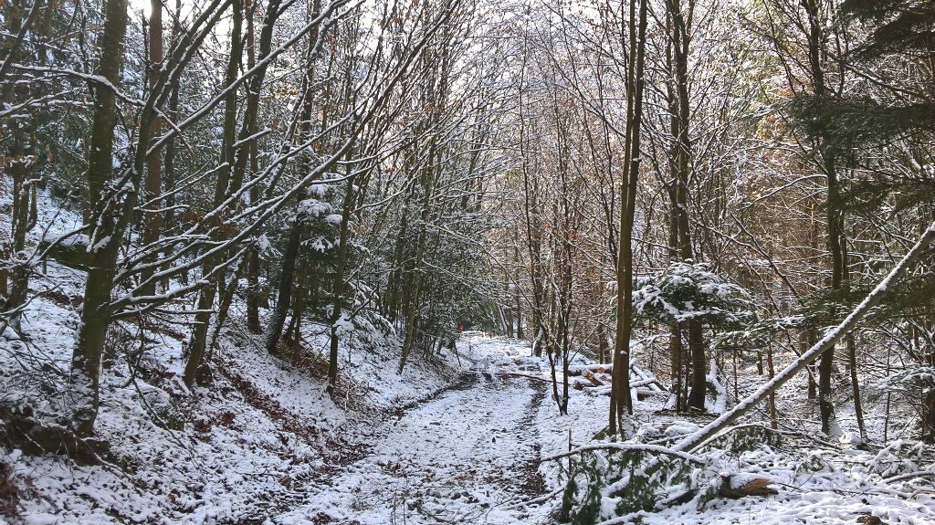 Du Vieux Rhin - C'est l'hiver