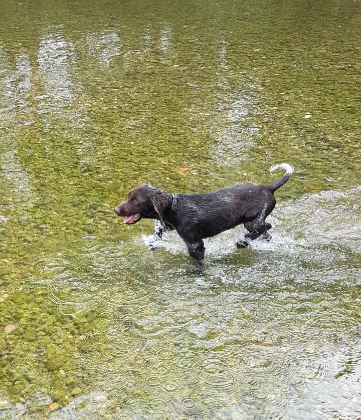Du Vieux Rhin - Canicule...