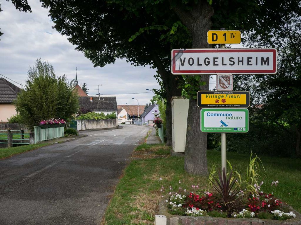 Du Vieux Rhin - TAN wachtelhund le 02 Septembre prochain