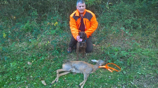 Du Vieux Rhin - Début des battues en montagne et première recherche sur chevreuil