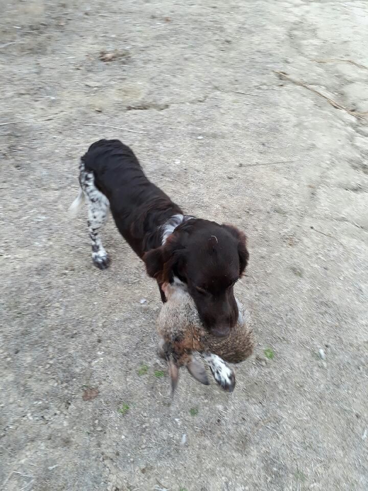 Du Vieux Rhin - Naïs, chien de chasse petit gibier